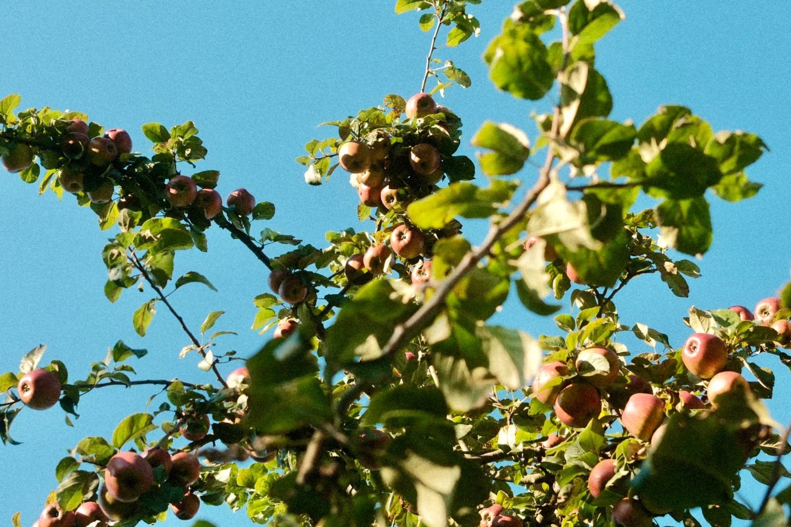 Fujifilm X100VI Black + Accessory Kit – Like-new condition thumbnail 6